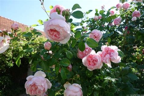 'Cinderella Fairy Tale 'La Giralda ' Rose Photo Rose Photos, Cinderella, Floral Wreath, Roses ...