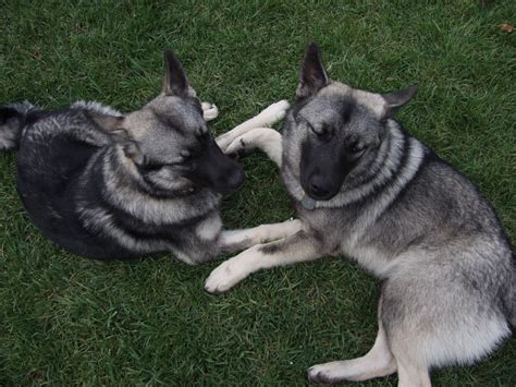 Norwegian Elkhound - Puppies, Rescue, Pictures, Information ...