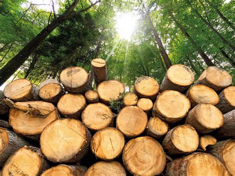 Biomass energy: green or dirty? – Physics World