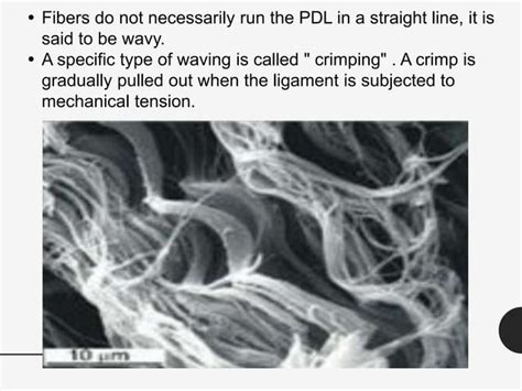 Oral Histology - Periodontal ligament