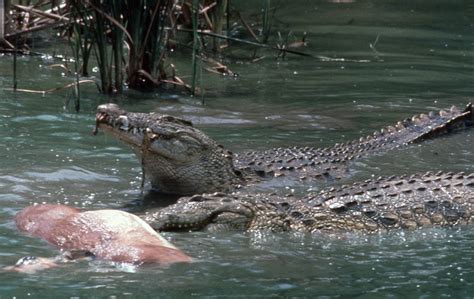 Nile Crocodile Attacks Human