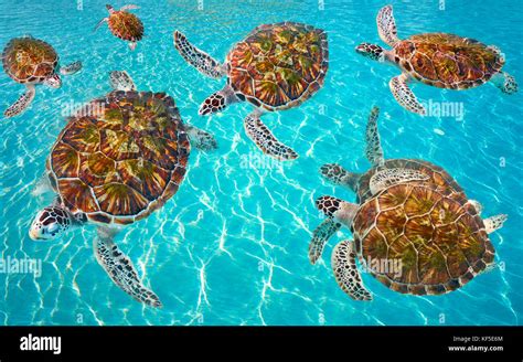 Riviera Maya turtles photomount on Caribbean turquoise waters of Mayan ...