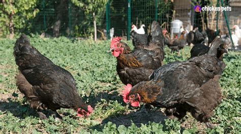 Marans Chicken Breed. What is it? - Chicken Pets