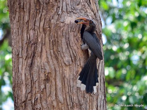 Dr.Shrikanth Hegde's Photography: Hornbill nesting and feeding