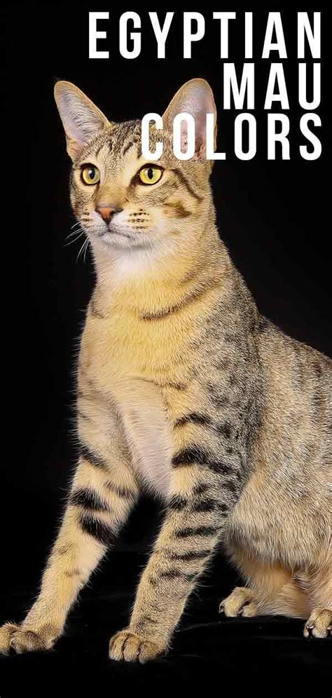 Egyptian Mau Colors - From Silver To Bronze, The Patterns and Shades | Egyptian cat breeds ...