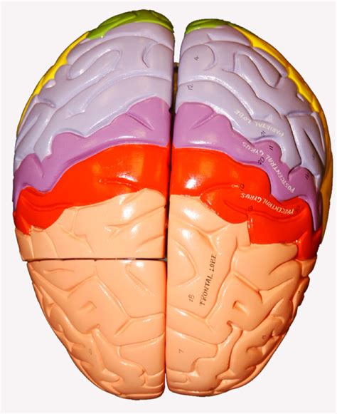 cerebrum Diagram | Quizlet