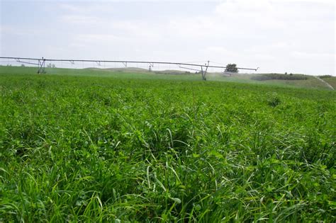 Pasture, Native and Conservation Grass - Arrow Seed