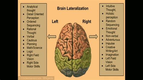 Theory of brain lateralization। Nursing ।#psychology_for_nurses - YouTube