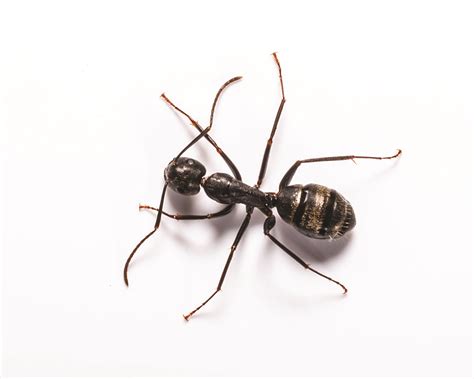 Carpenter Ant Identification, Habits & Behavior | Florida Pest Control