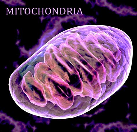 Mitochondrial DNA - Ascension Glossary