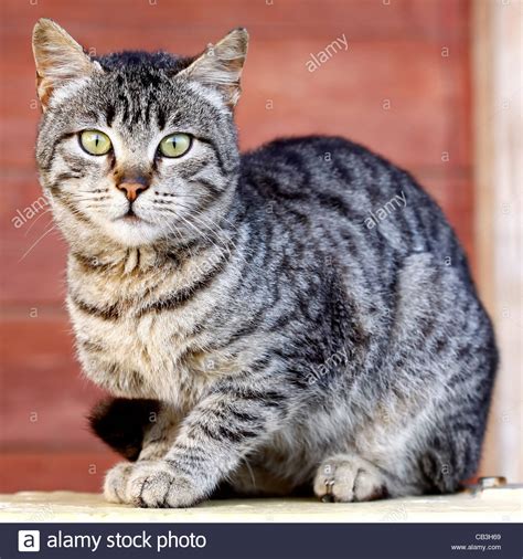 A beautiful tiger cat is looking at the camera Stock Photo - Alamy