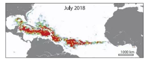 The 8,850 Kilometer Great Atlantic Sargassum Belt -- From the Gulf to West Africa