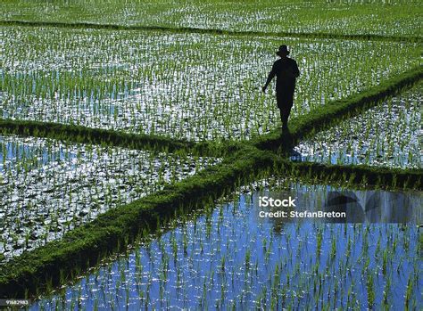 Rice Man Stock Photo - Download Image Now - Agriculture, Asia, Biology - iStock