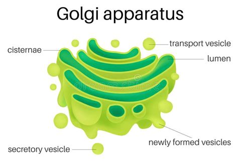 Sketch Of Golgi Apparatus Added in the blue fade on photoshop