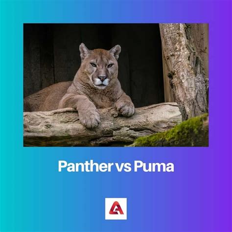 Panther vs Puma: Difference and Comparison