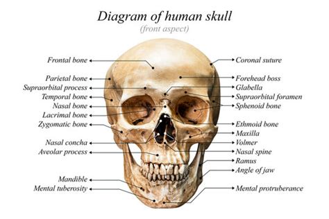 34 Human Skull Labeling Worksheet - support worksheet