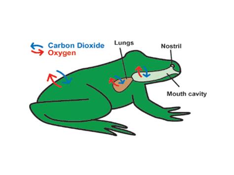 7th science- respiration in animals 2017 | PPT