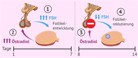 Follikelphase im Menstruationszyklus