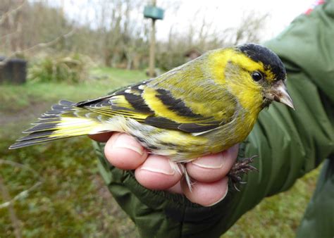 Siskin - Carduelis spinus | Reserve Species | Foxglove Covert Local ...