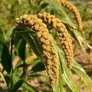 Foxtail Millet Cultivation: కొర్ర సాగు మేలైన యాజమాన్య పద్దతులు.! - Eruvaaka