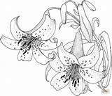 Lily blossom coloring page  Free Printable Coloring Pages sketch template