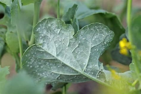 How to Get Rid of Whiteflies on Indoor Plants