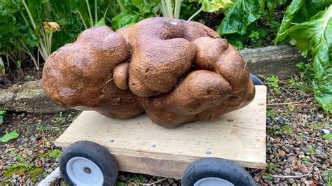 Is This the World’s Largest Potato? - The New York Times