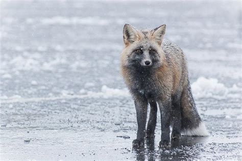 Fox In Snow by Simon's Photo