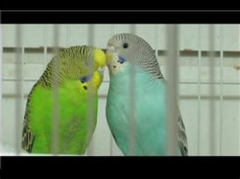 Pet & Wild Birds : How to Take Care of a Bird – HousePetsCare.com