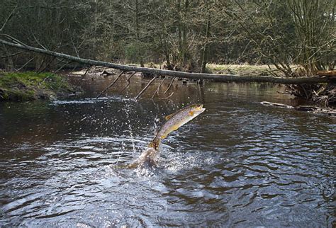 Best Trout Jumping Stock Photos, Pictures & Royalty-Free Images - iStock