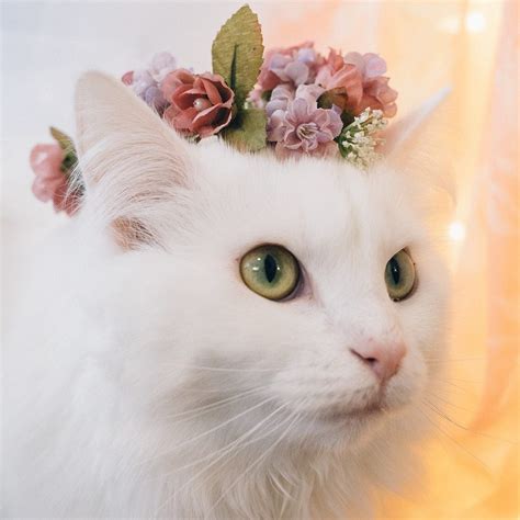 Cats, kitten & nothing else — Decided to make a flower crown for my cat Hani