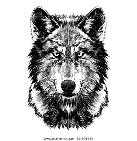 Wolf Face Sketch Vector Stock Vector (Royalty Free) 561901444