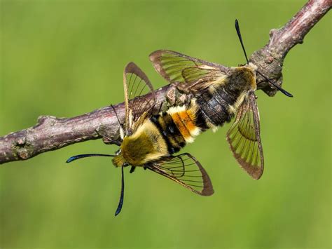 Narrow-bordered Bee Hawk-moth | Butterfly Conservation