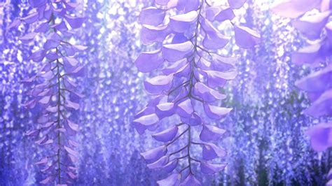 Wallpaper Wisteria Demon Slayer, Vine, Flower, Demon Slayer Kimetsu no Yaiba, Japanese Wisteria ...