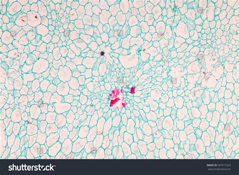 Leaf Type Tissue Under The Microscope Stock Photo 507917323 : Shutterstock