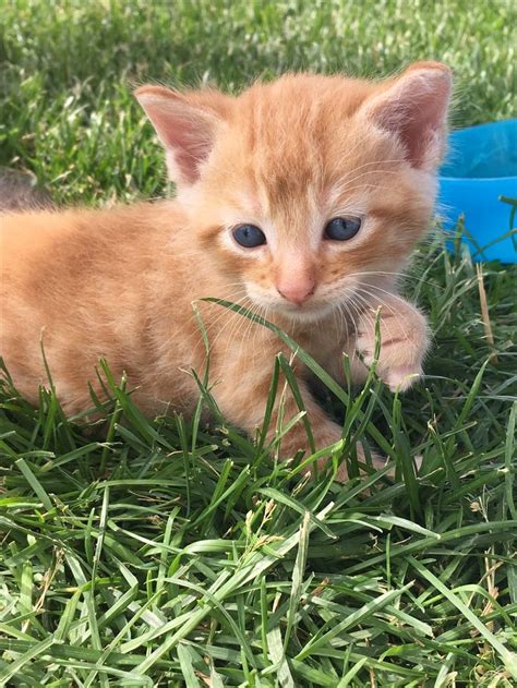 an orange kitten with blue eyes laying in the grass next to a water bowl and looking at the camera