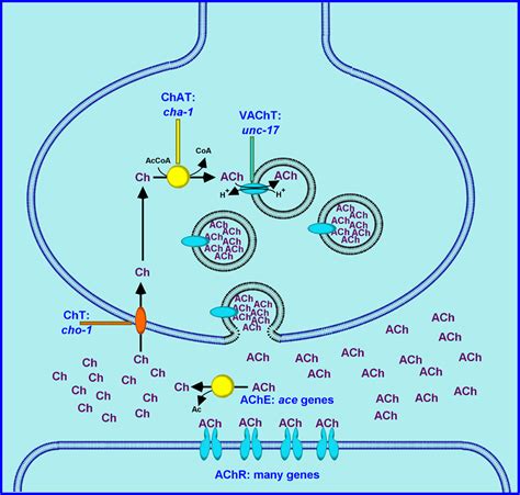 Acetylcholine