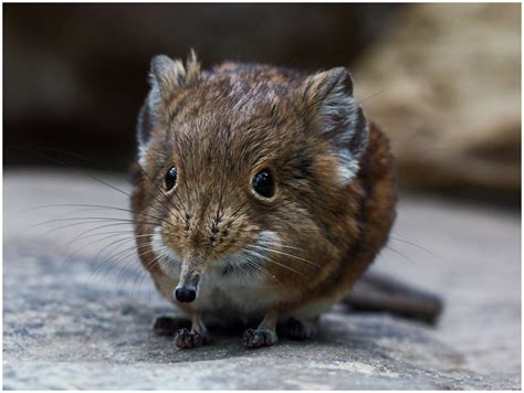 Nature and more: Round-eared Sengi - Macroscelides proboscideus...