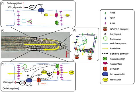 Plants | Free Full-Text | Gravity Signaling in Flowering Plant Roots