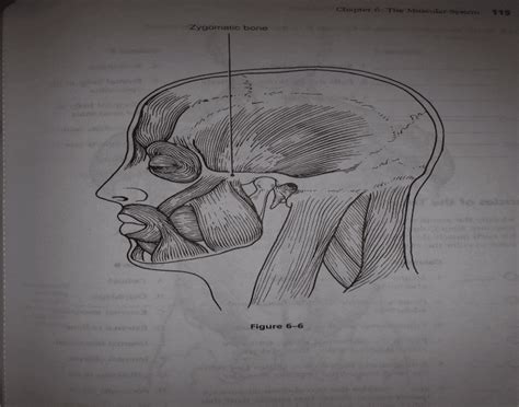 Skeletal Muscle pt. 1 Quiz