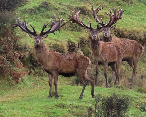 North Basin: Prime Rusa and Red Stag Habitat - Poronui Hunting