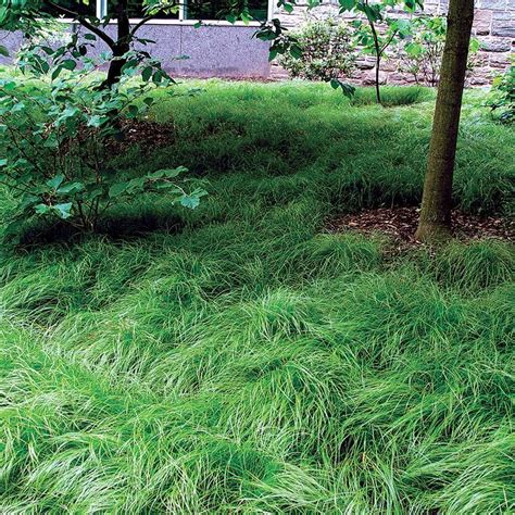 Carex pensylvanica | Jackson & Perkins