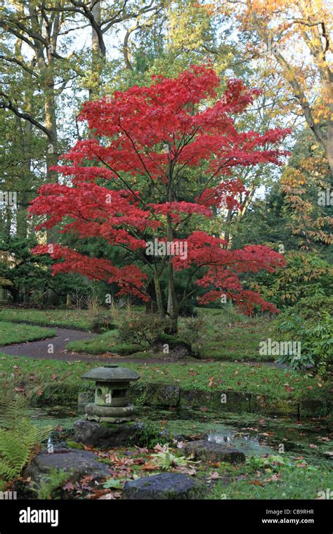 A Japanese maple in a Japanese garden in autumn Stock Photo - Alamy