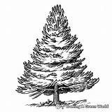Pine Tree Coloring Pages  Free & Printable sketch template