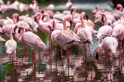 Flock of pink flamingos stock photo. Image of color, beauty - 47813322