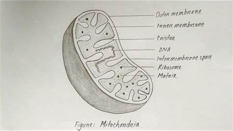 How to Draw Mitochondria: Step-by-Step Biology Drawing