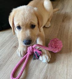 72 Best miniature labrador retriever puppies for sale ideas in 2021 | labrador retriever puppies ...