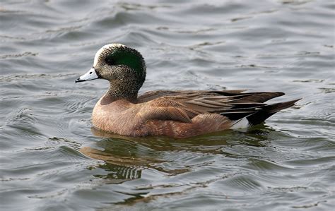 wigeon - Duck Struck