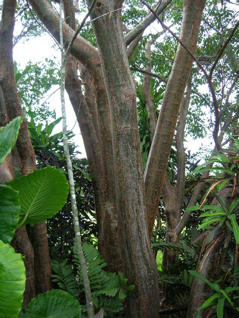 Bursera simaruba (Gumbo Limbo Tree) - Richard Lyons Nursery, Inc.