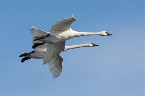 Free Images : nature, wing, white, seabird, flying, wildlife, gull ...